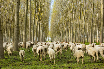Obraz na płótnie Canvas Flock of sheep running away