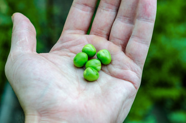 Green pea lying on the palm of a man