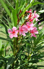 laurier rose en fleurs en été dans le jardin 