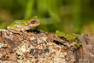 Gray Tree Frogs that have just left the vernal pool.
