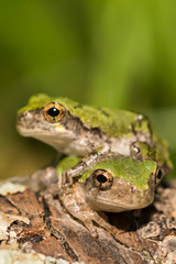 Gray Tree Frogs that have just left the vernal pool.