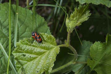 Insect on a leaf.
