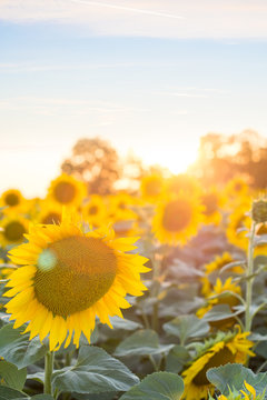 Sunflowers in the sunset / Field of Sunflowers under bright skies