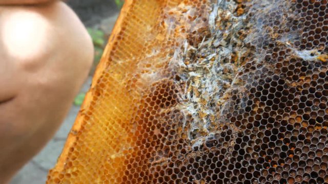 The larva wax moth bite honeycomb.