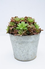 crassula ovata, en pot