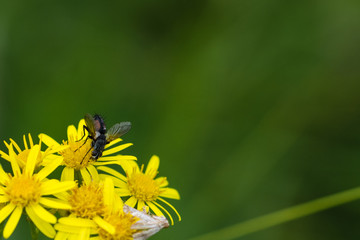 Fly collecting nectar from a blooming yellow flower