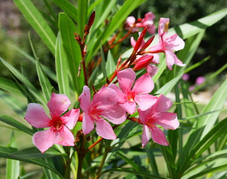laurier rose en fleurs en &eacute;t&eacute; dans le jardin 