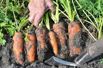 farmer's hands picking fresh organic carrots in the field