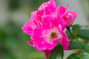 Fototapeta premium Close up of flowers in a garden with out of focus background