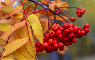 red Rowan in the fall