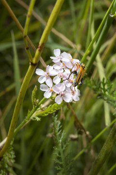 Insect on a flower.