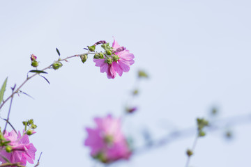 Close up of flowers in a garden with out of focus background