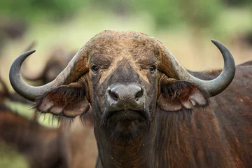 Zelfklevend Fotobehang African Buffalo - Syncerus caffer, Kenya, Africa © David