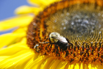 Macro photo of bumblebee pollinating a sunflower bloom on a sunny day