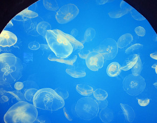 moon jellies floating