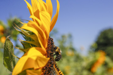 Macro side view photo of bumblebee crawling while pollinating a sunflower bloom on a sunny day