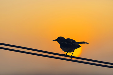 silhouette bird perched on electric cable at sunset with golden hour and the sun so beautiful.