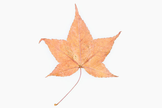 Maple leaves dry on a white background.