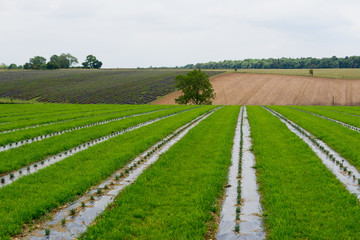 Planted lavender fields on a working farm in the summer at daytime