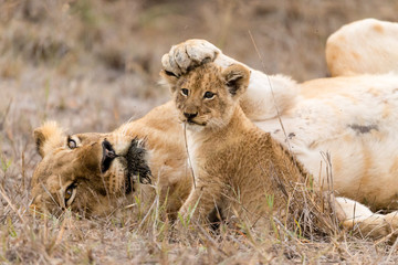 Lioness keeps her cub in check by placing her paw on his head