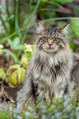 Naklejka na ściany i meble A female Maine Coon cat sits in the flower border of an English country garden