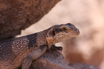 Lézard