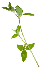 Isolated clover flower. Fodder crop for livestock