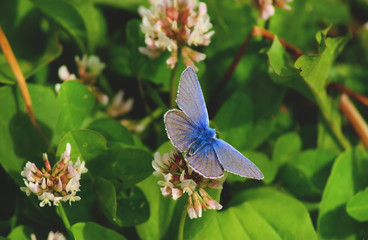 Blue butterfly on a flower