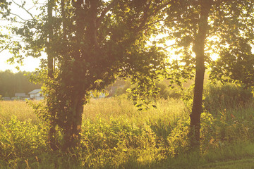 Meadow's boarder filled with sun