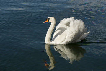 Swan at lake Lugano.