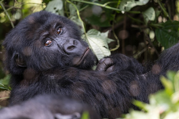 Gorilla. A female Eastern Lowland Gorilla also known as Grauer's in the Kahuzi-Biega National Park,...