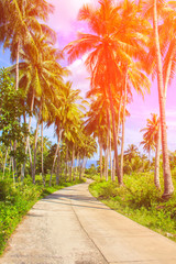 Orange toned coco palm trees alley. Tropical landscape with palms. Palm tree crown on blue sky.