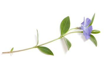 single periwinkle flower isolated on white background