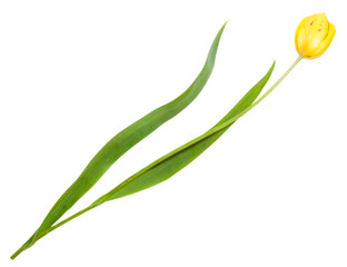 Fototapeta premium single yellow tulip isolated on white background