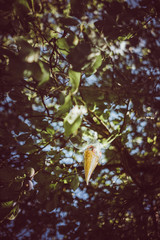 sugar cup first day at school