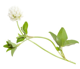 Isolated clover flower. Fodder crop for livestock