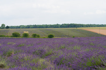 Naklejka na ściany i meble Lavender farms with lilac flowers and a great smelling aroma in the summer at daytime in the UK