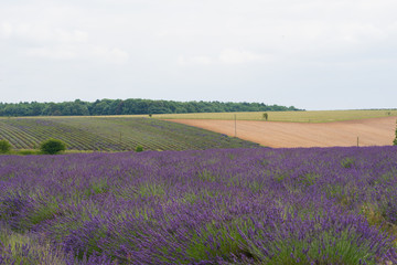 Fototapeta na wymiar Lavender farms with lilac flowers and a great smelling aroma in the summer at daytime in the UK