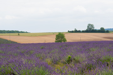 Naklejka na ściany i meble Lavender farms with lilac flowers and a great smelling aroma in the summer at daytime in the UK