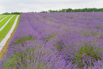 Naklejka na ściany i meble Lavender field in the UK lilac flowers with a great aroma in the summer in the daytime