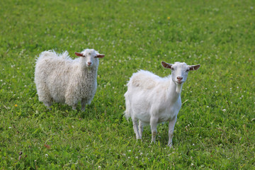 Obraz premium Two White Goats on Meadow