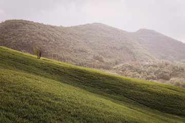 Oltrepo Pavese, Province of Pavia, Lombardy, Italy.