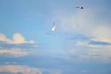 Two flying terns among the clouds