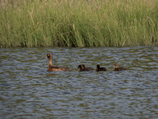 a duck with its cute baby chicks