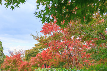 Japanese maple leave in autumn season at Kyoto, Japan