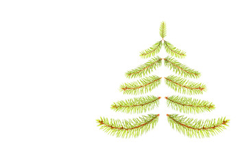 fir tree branches