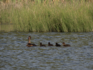 a duck with its cute baby chicks