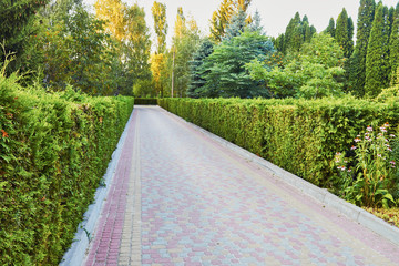 Beautiful alley with tall trees and even lumps at sunset