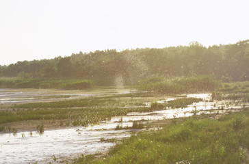 mosquitos and midges