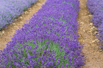 Naklejka na ściany i meble A Lavender farm in the south of England in the summertime at daytime, lilac flowers with a delightful smell